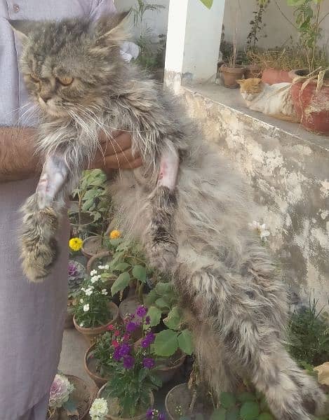 Breeder Persian male cat available for sale in very low price 2