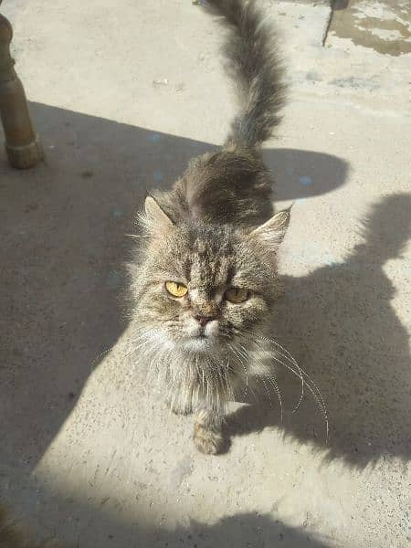 Breeder Persian male cat available for sale in very low price 3