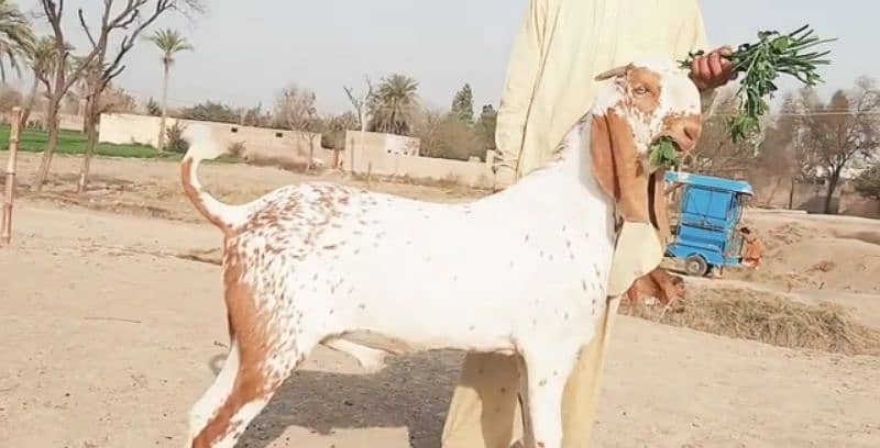 Desi Bakra For Sale CALL "_03494717204) 0