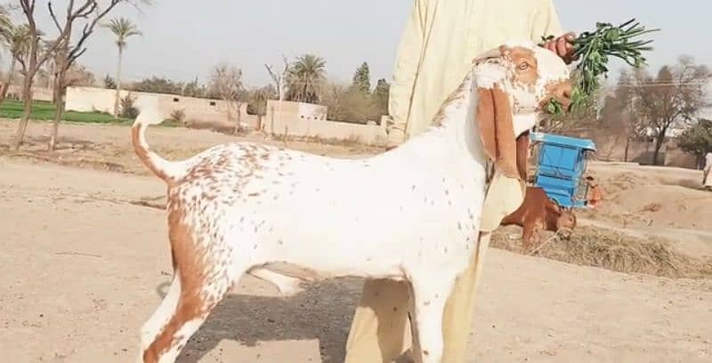 Desi Bakra For Sale CALL "_03494717204) 1