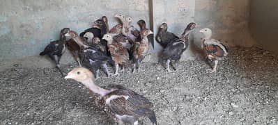 Aseel chicks, Mianwali Aseel Chicks, Chicks available