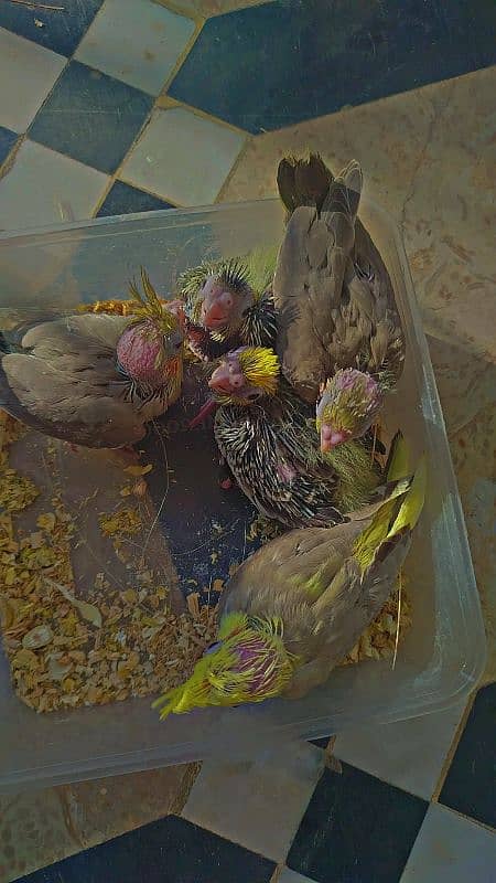 Cocktail chicks available + breeder pair available 1