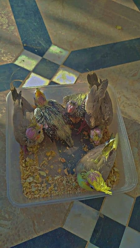 Cocktail chicks available + breeder pair available 6