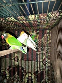 0327-0277654/love bird/parrot/cage/cocktail/albino/par Blue/roz/Fisher