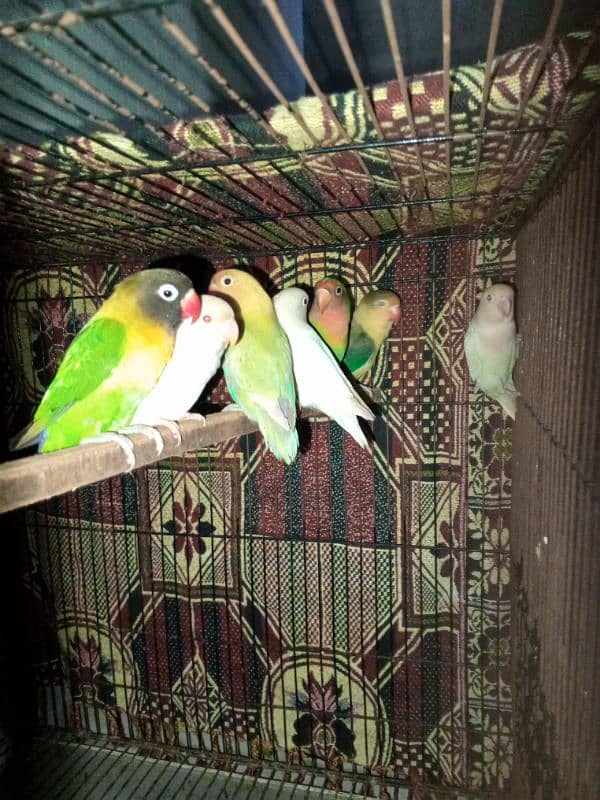 0327-0277654/love bird/parrot/cage/cocktail/albino/par Blue/roz/Fisher 1