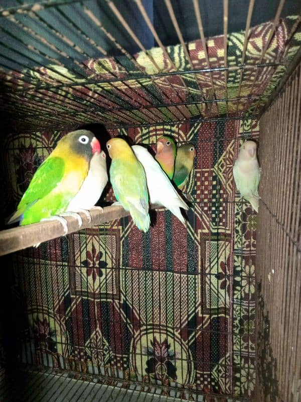 0327-0277654/love bird/parrot/cage/cocktail/albino/par Blue/roz/Fisher 2