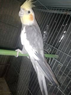 cockatiel