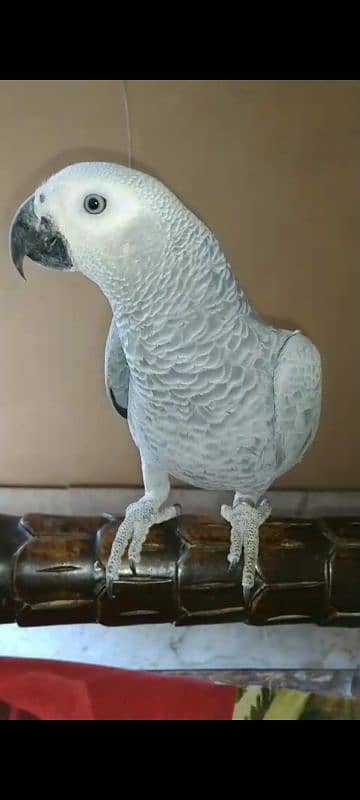 African Grey Parrot Grey Eyes Chicks Age 10 Months 0