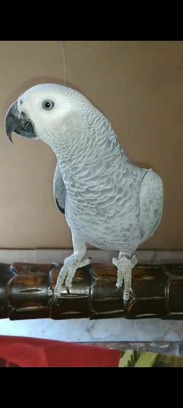 African Grey Parrot Grey Eyes Chicks Age 10 Months 3