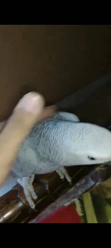 African Grey Parrot Grey Eyes Chicks Age 10 Months 5