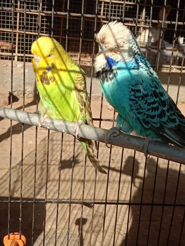 UK EXHIBITION BREEDER PAIR 2