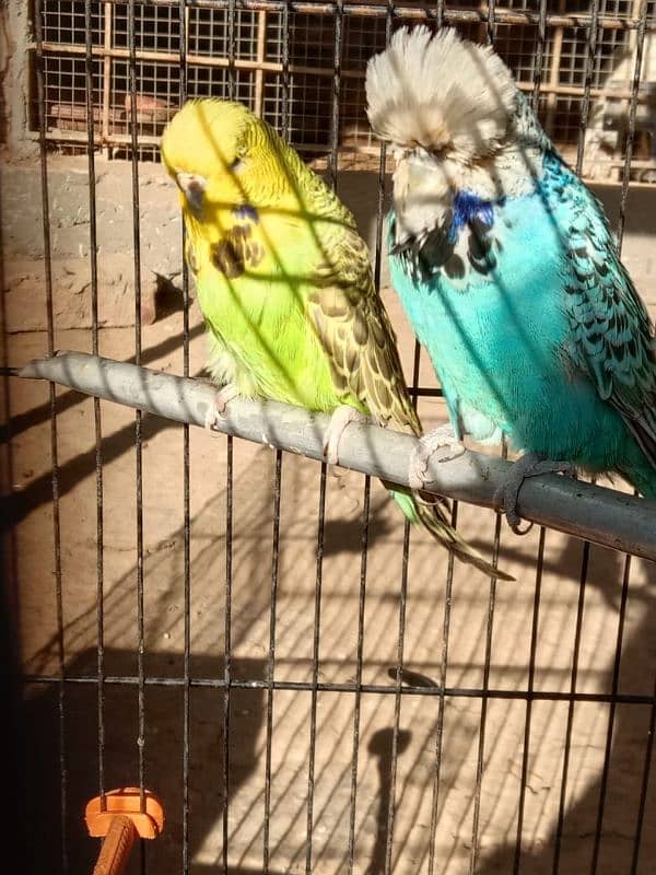 UK EXHIBITION BREEDER PAIR 3