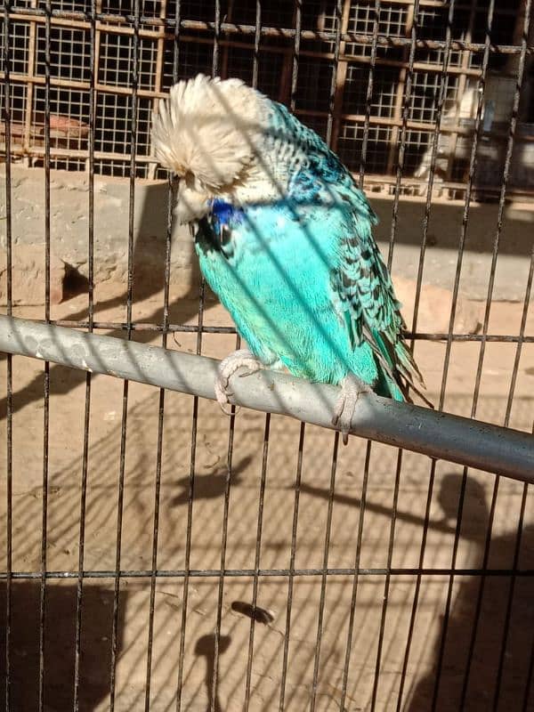 UK EXHIBITION BREEDER PAIR 6