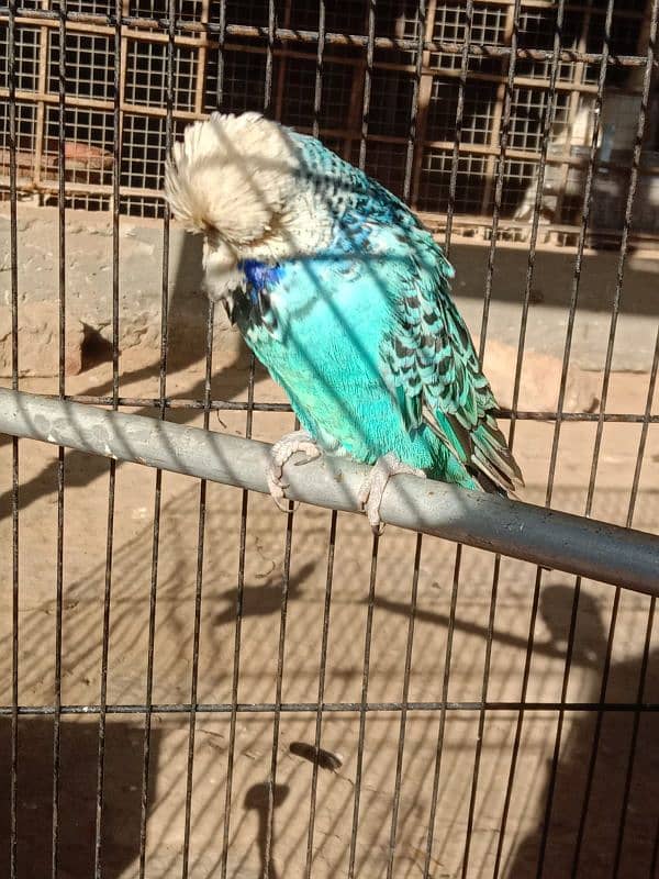 UK EXHIBITION BREEDER PAIR 7