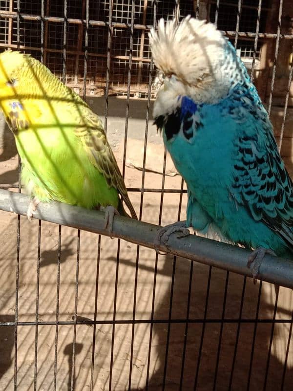 UK EXHIBITION BREEDER PAIR 8