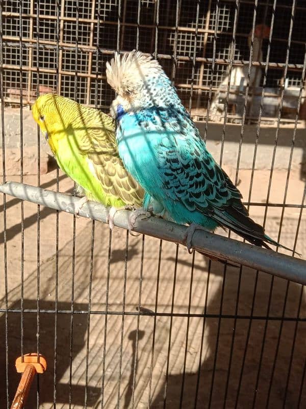 UK EXHIBITION BREEDER PAIR 11