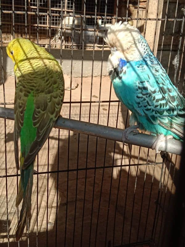 UK EXHIBITION BREEDER PAIR 13