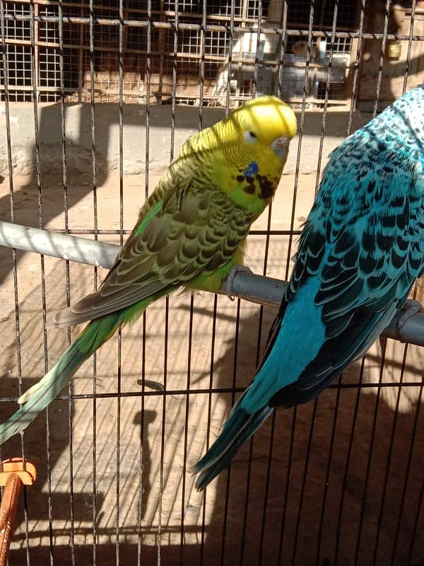 UK EXHIBITION BREEDER PAIR 14