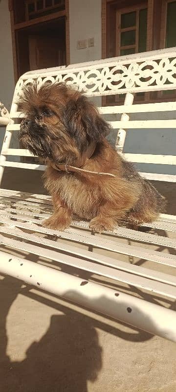 shih tzu  female kid for sale 0