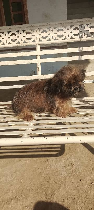 shih tzu  female kid for sale 1