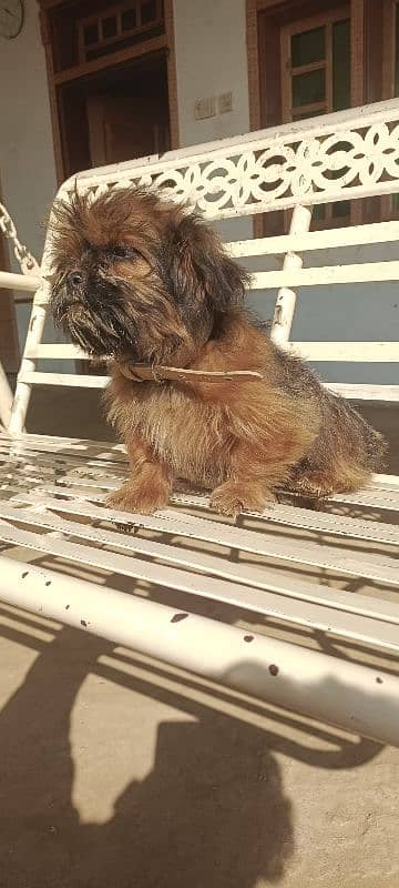 shih tzu  female kid for sale 2