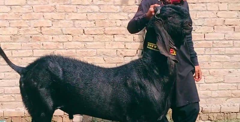 Desi Bakra For Sale CALL _03278290878 1