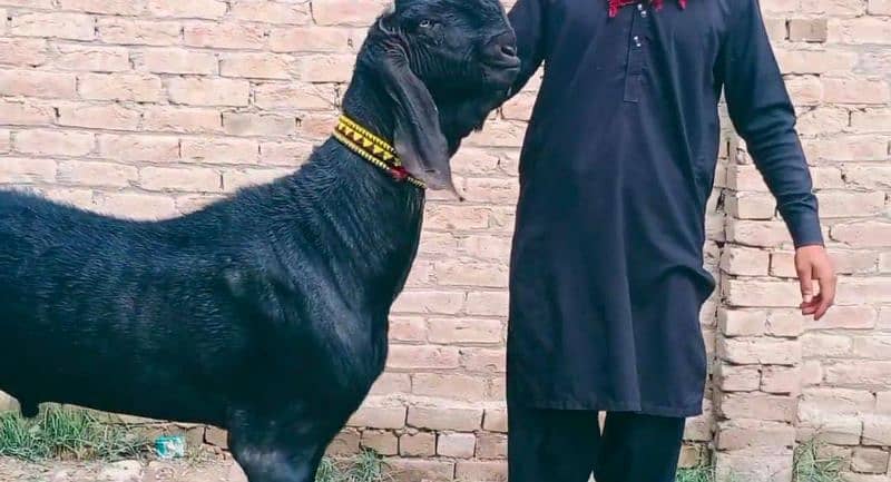 Desi Bakra For Sale CALL _03278290878 4