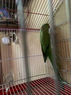 Green parrot male