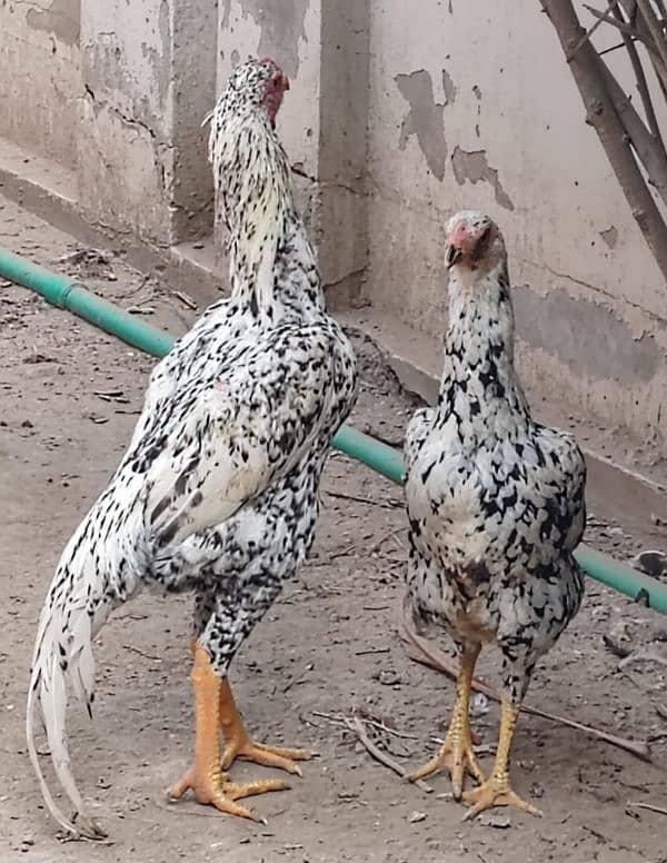 shamo pair for sale 4