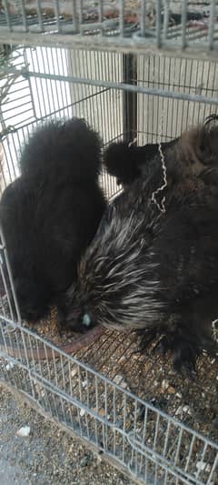 golden sabright 2 pairs black silkytwo hen and one male