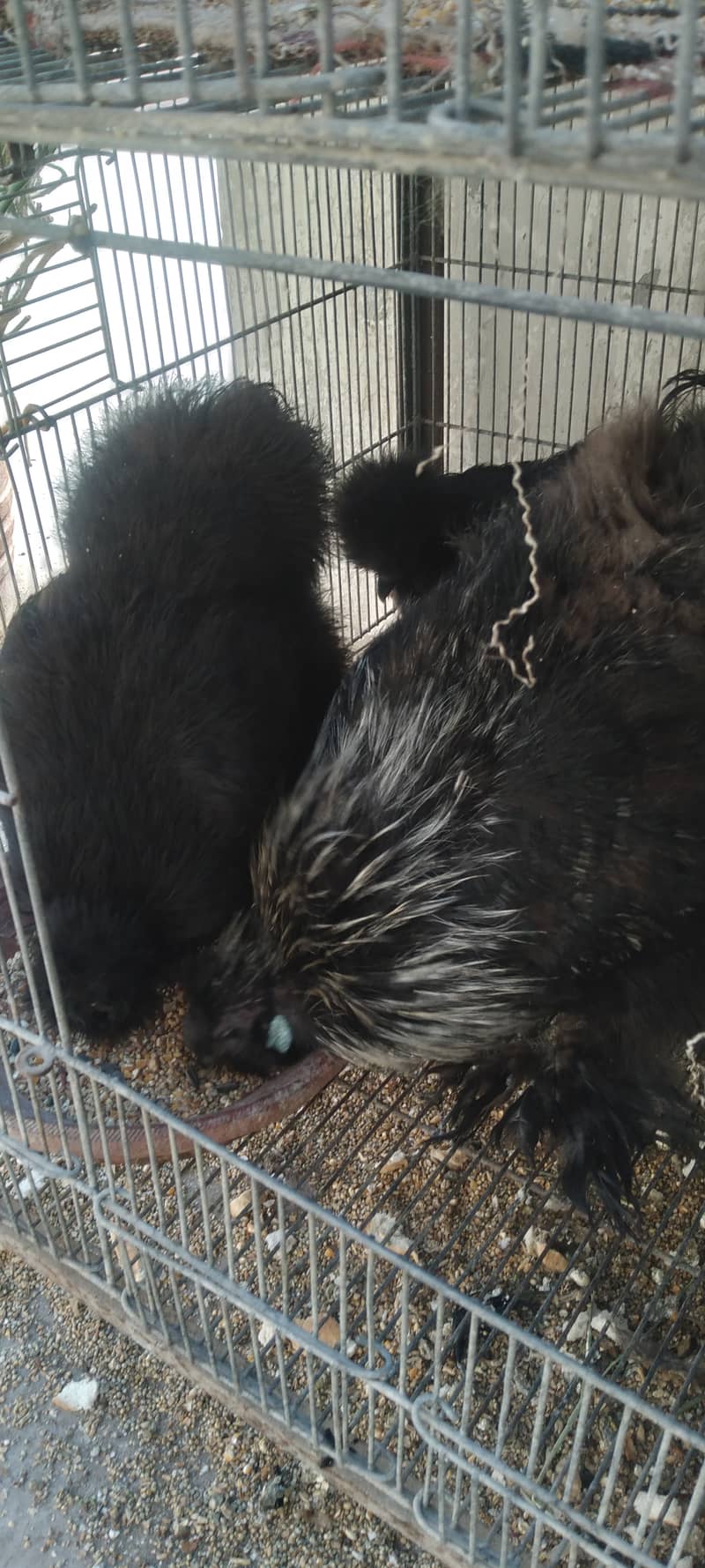 golden sabright 2 pairs black silkytwo hen and one male 0