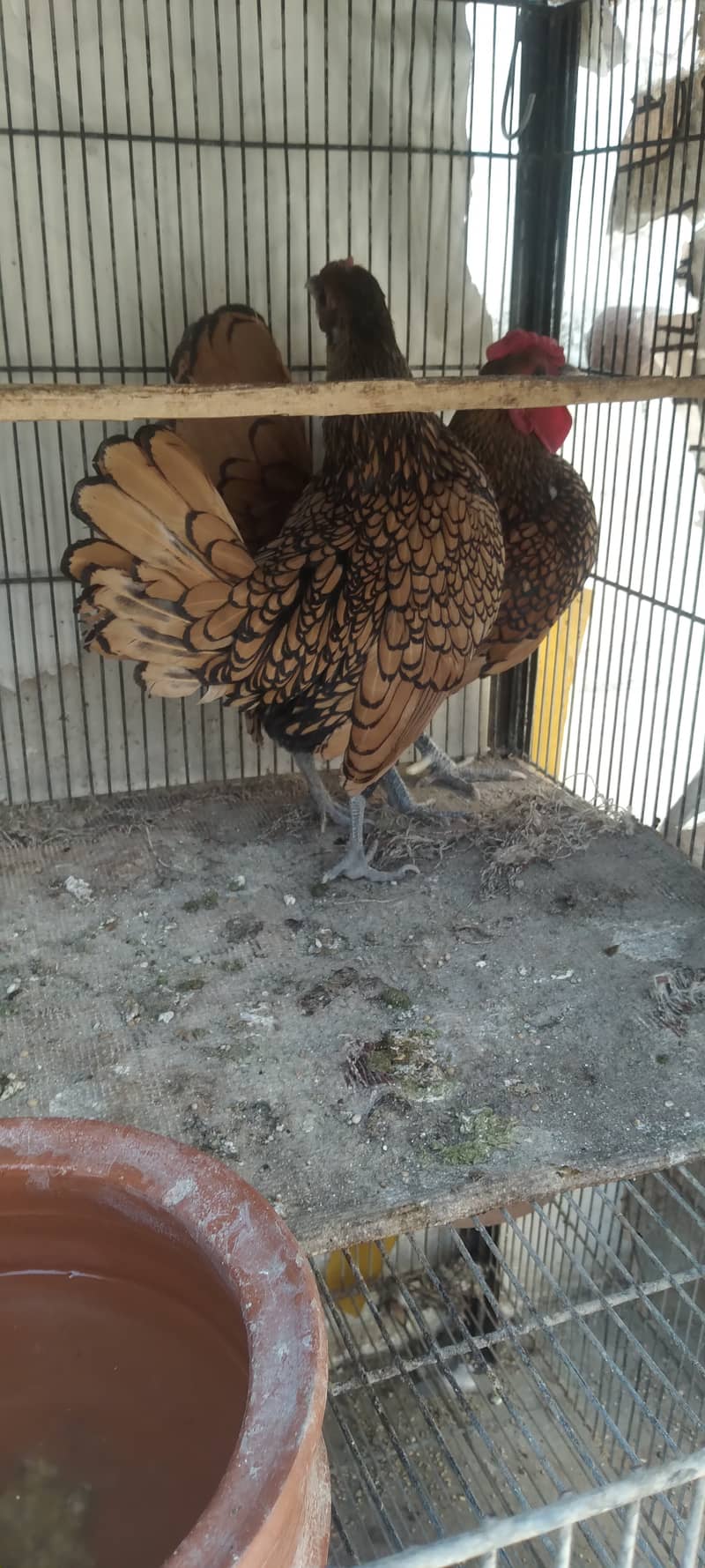 golden sabright 2 pairs black silkytwo hen and one male 1