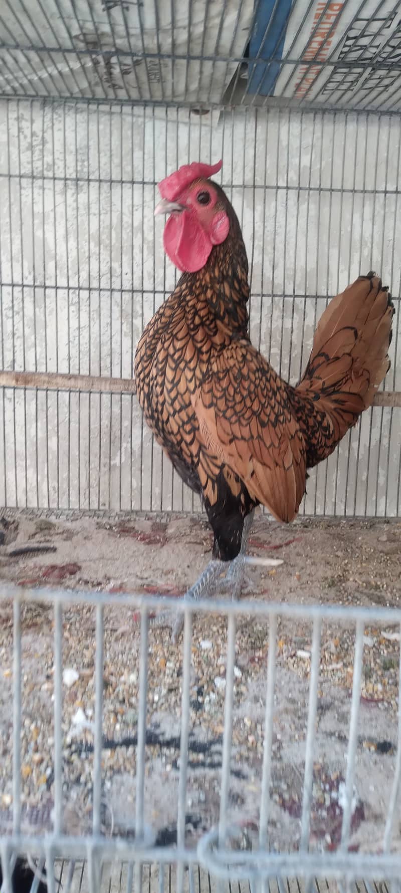 golden sabright 2 pairs black silkytwo hen and one male 6