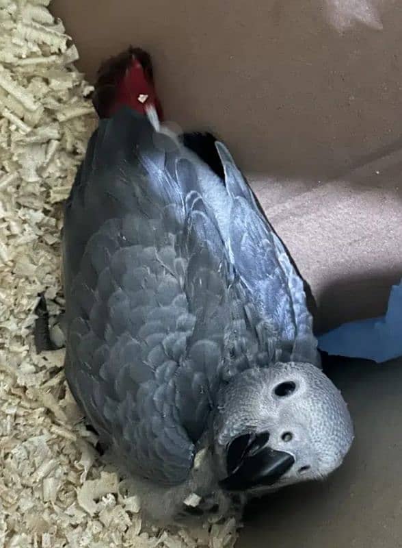 African grey parrot chicks for sale Whatsapp number 03351141179 0