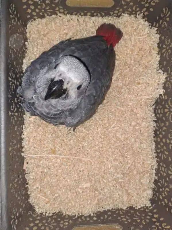 African grey parrot chicks for sale Whatsapp number 03351141179 1