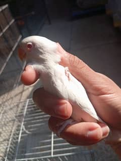 Albino red eye and parblue pastelino lovebirds