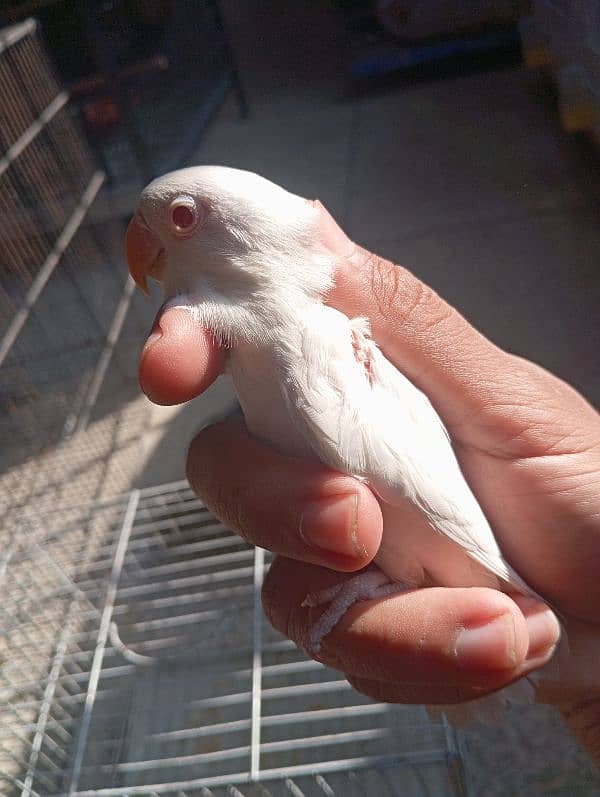 Albino red eye and parblue pastelino lovebirds 1