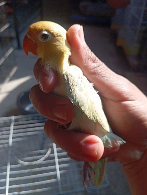 Albino red eye and parblue pastelino lovebirds 2