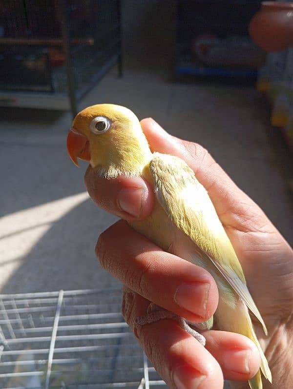 Albino red eye and parblue pastelino lovebirds 3