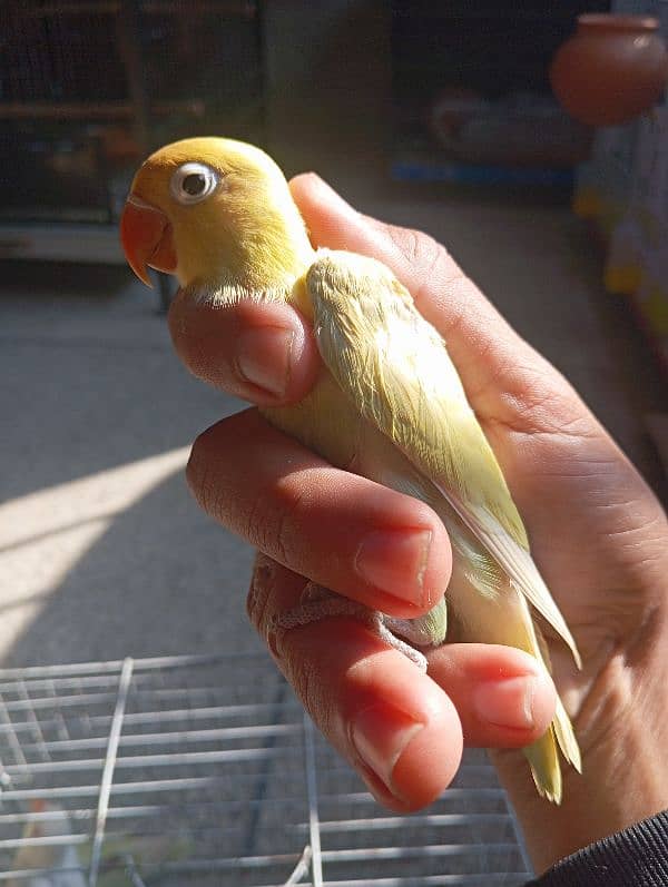 Albino red eye and parblue pastelino lovebirds 4