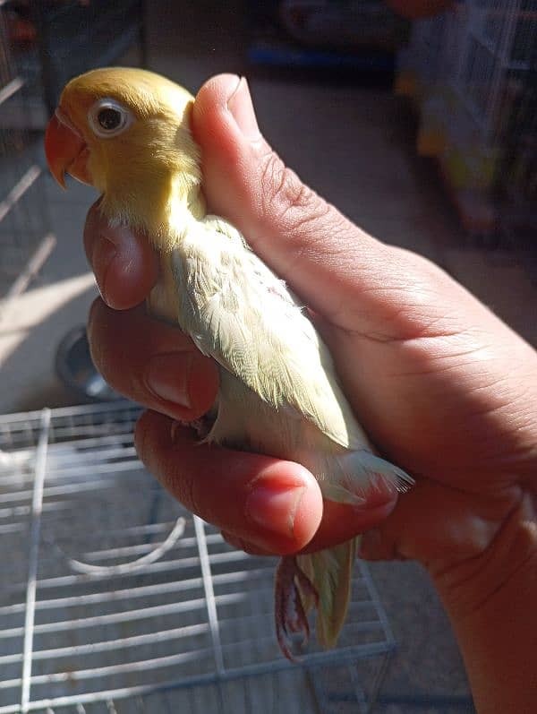 Albino red eye and parblue pastelino lovebirds 5