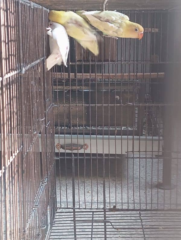 Albino red eye and parblue pastelino lovebirds 6