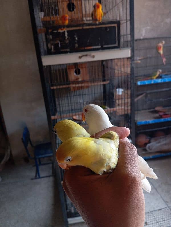 Albino red eye and parblue pastelino lovebirds 9