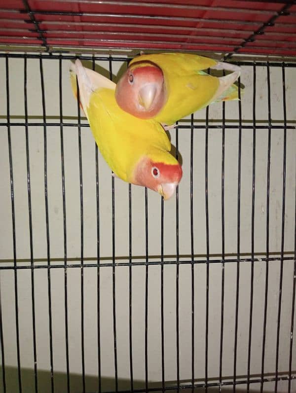 Beautiful Lovebirds looking for a new shelter 1