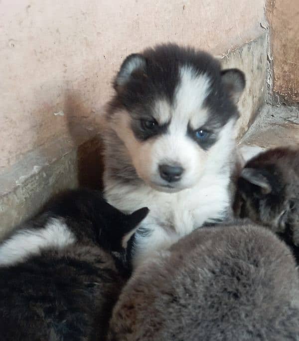 husky puppies / husky dog / siberian husky puppies 6