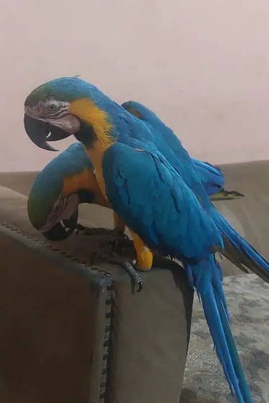 Blue Gold Macaw parrot call number 03253680967 1