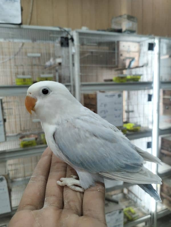 Albino | love bird | Birds | Cremino | Opline. 8