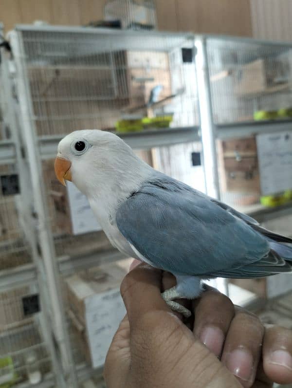 Albino | love bird | Birds | Cremino | Opline. 9