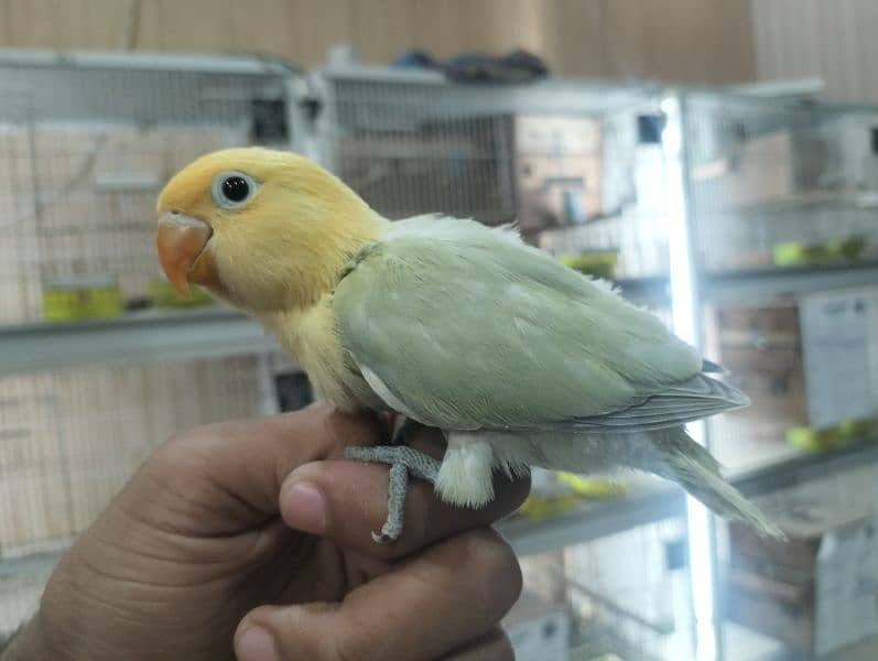 Albino | love bird | Birds | Cremino | Opline. 19