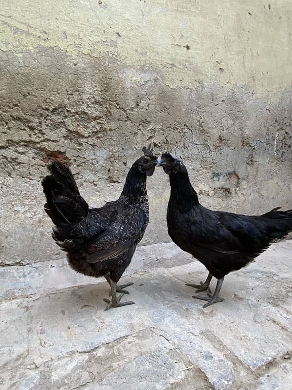 ayam Camani 2